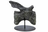 Sauropod Dinosaur (Diplodocus) Caudal Vertebra - Colorado #222507-8